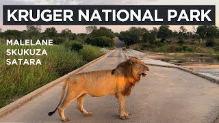 Kruger National Park  The Kruger Catwalk [upl. by Ativet869]