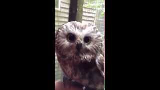 Nod the adorable sawwhet owl blinks [upl. by Atte]