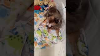 Chihuahuas Wake Up Face shorts dog chihua puppy [upl. by Camarata]