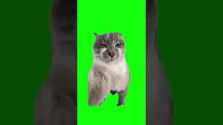 Vlogende kat meme [upl. by Nimar]