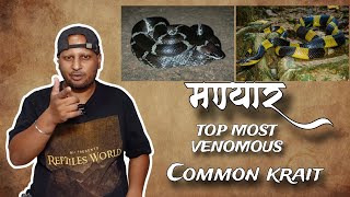 मण्यार  COMMON KRAIT  TOP MOST VENOMOUS SNAKE  snake [upl. by Tiphani]