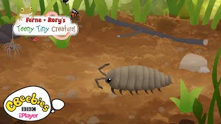 Facts about Woodlice  Ferne amp Rorys Teeny Tiny Creatures  CBeebies [upl. by Leela535]