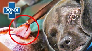 Life Changing Pet Eye Operations 👀  Bondi Vet Compilation  Bondi Vet [upl. by Craig]