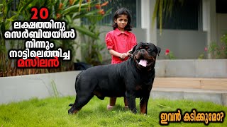 Rottweiler Worth 20 Lakh  Vickies Greeny [upl. by Touber151]