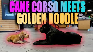 Cane Corso Meets Golden Doodle RAW Video [upl. by Slotnick]