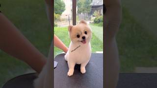 Best dog to buy in India  how to buy Pomeranian dog  online dog keise kharide buy dog online [upl. by Rhodie]