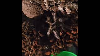 Zebra Stripe Knee Tarantula Aphonopelma seemanni made a burrow [upl. by Weintrob]