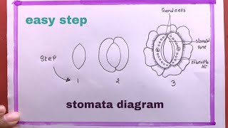 Drawing Stomata DiagramHow To Draw Stomata [upl. by Akiemahs]