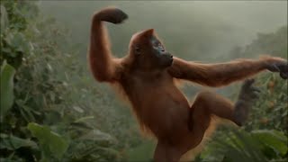 Dancing Orangutan 10 HOURS [upl. by Forelli103]