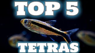 My Top 5 Tetra Fish for your Aquarium [upl. by Erdnaek]