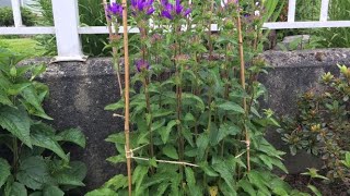 To Stake and Tie a Perennial Campanula quotSuperbaquot Clustered Bellflower June 26 [upl. by Bettzel]