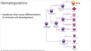 Immunology Cytokines COMPLETE [upl. by Stinson]