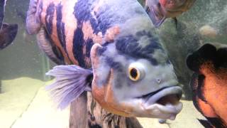 Glassbanging giant oscar cichlid XXXL EXTREME [upl. by Akli]