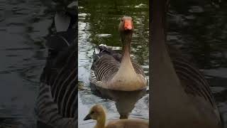 Greylag Goose family with 5 goslings Greylag Goslings sound part3 [upl. by Aljan]