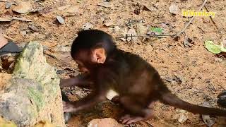 couching testing bye arm daily cute monkeys newborn baby monkeys funny video monkeys 700 [upl. by Lem]