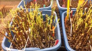 Plum and Peach Rootstock Propagation [upl. by Comptom]