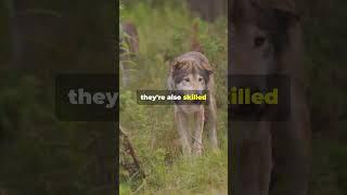 Wolves Natures Majestic Predators facts funfacts animalbehavior [upl. by Enimasaj]