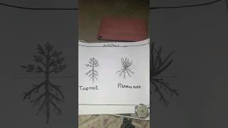 taproot and fibrous root art by sai artsshorts drawing art [upl. by Lourie]