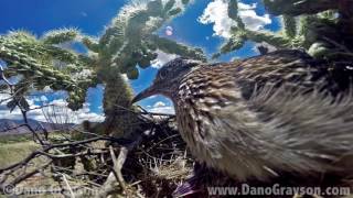 Roadrunner nest communication [upl. by Eelinej]