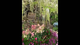 Beautiful Flower Garden Ambient quotWisteria Festivalquot in Ashikaga Flower Park Tochigi Japan🌸Flowers [upl. by Marika]