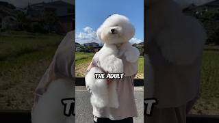 How Big Do Bichon Frises Get timobichonfrise shorts bichonfrise dog pets animals [upl. by Aihpled]