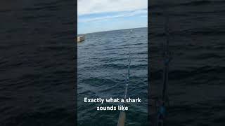 What does a shark sound like [upl. by Nnorahs]