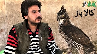 Special Eagle  Rare Video  Hawk Eagle  Kala Baz [upl. by Massiw]