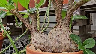 PACHYPODIUM DENSYFLORUM MADAGASCAR [upl. by Aitat80]