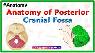 Anatomy of Posterior cranial Fossa [upl. by Adnamra314]