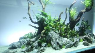 Aquascaper 1500 Nature Aquarium [upl. by Lancelot]