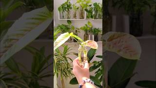 Syngonium Propagation Update 🌿syngonium propagation plants shorts indoorplants [upl. by Martinelli]