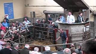 Abergavenny Livestock market June 2012 [upl. by Ettenowtna]