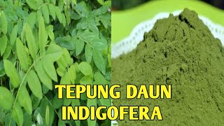 Cara Pembuatan Tepung Daun Indigofera Untuk Pakan Entok [upl. by Otrebor]