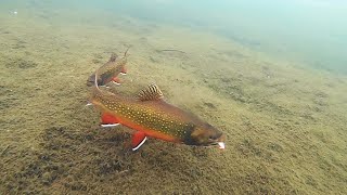 Ice Fishing for Chunky Brook Trout Underwater View [upl. by Lorraine180]