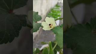 Flower 🌼gardenplants shukrana trending [upl. by Leynad]