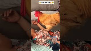 What does the rooster do to me when I sleep Click to watch the full version funny cute [upl. by Auhsohey]