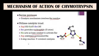 Chymotrypsin  Mechanism of action [upl. by Eiveneg345]