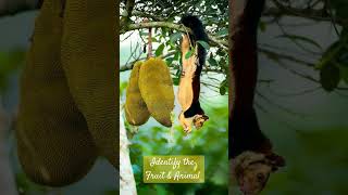 Malabar Giant Squirrel Ratufa indica eating कटहल Katahal Jackfruit🌹⁶☆•⁵ [upl. by Felizio761]