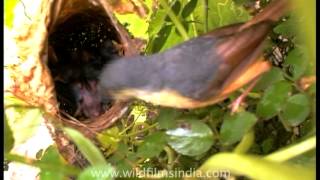 Birds feeding babies  Ashy Wren Warbler at nest [upl. by Burrill]