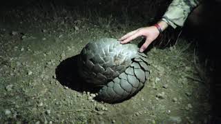 One of the MOST ENDANGERED ANIMALS IN THE WORLD — Pangolin Rescue in Namibia [upl. by Anival]