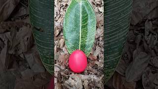 Finding some millipedes and egg millipede egg millipedes fypシ゚ [upl. by Wyler]