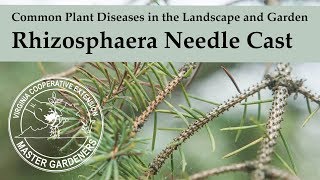 Rhizosphaera Needle Cast  Common Plant Diseases in the Landscape and Garden [upl. by Assiar]