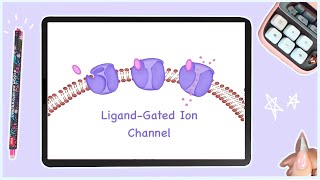 Ligand Gated Ion Channels  Cell Signaling [upl. by Nilesoy626]