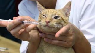 How to Give Antibiotics to Nursing Cats  Cat Care amp Behavior [upl. by Minne]