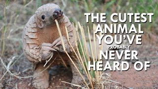 Pangolins are the Cutest Animals You’ve Never Heard Of [upl. by Londoner]