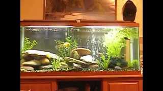 55 gallon cichlid aquarium [upl. by Ille]