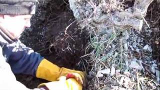 Collecting a Huge Yamadori Hawthorn for Bonsai off the Mountain [upl. by Aivon132]