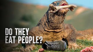 How I Survived a Komodo Dragon Attack [upl. by Martguerita34]