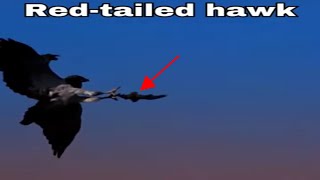 How Red tailed hawk Hunt prey shorts birds cute [upl. by Fira]