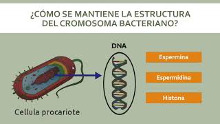 Genética Bacteriana [upl. by Ahsenrac]